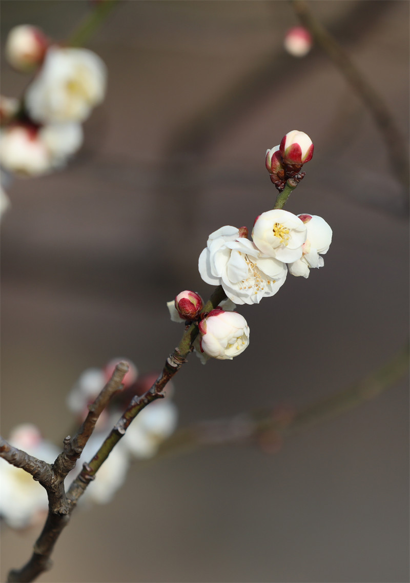 梅花凌寒怒放