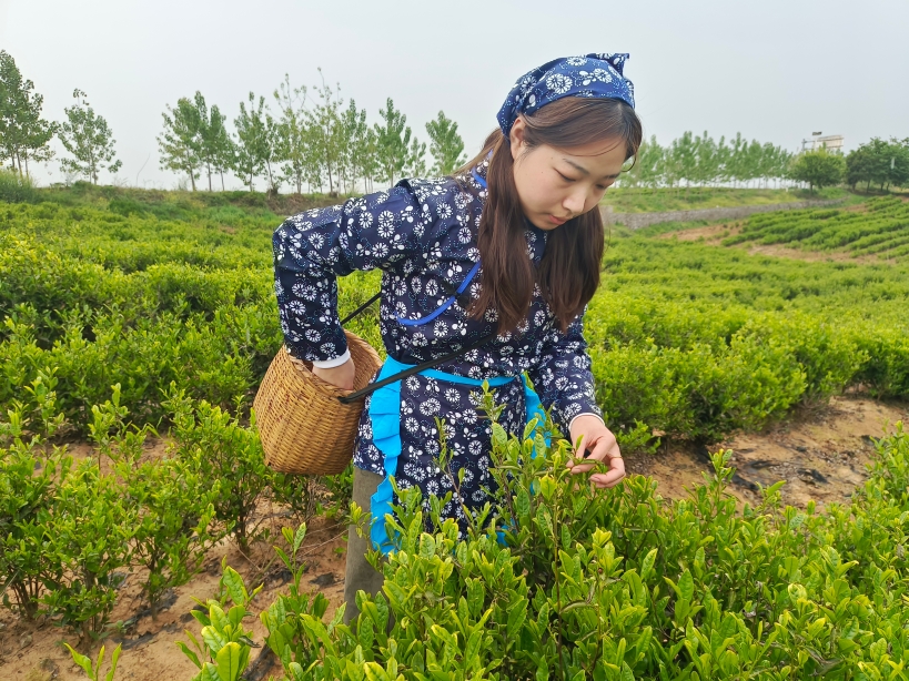 魅力非遺馬鞍山 | 和縣南義山茶